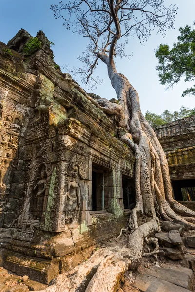 Pitoresk eski Ta Prohm Tapınağı — Stok fotoğraf