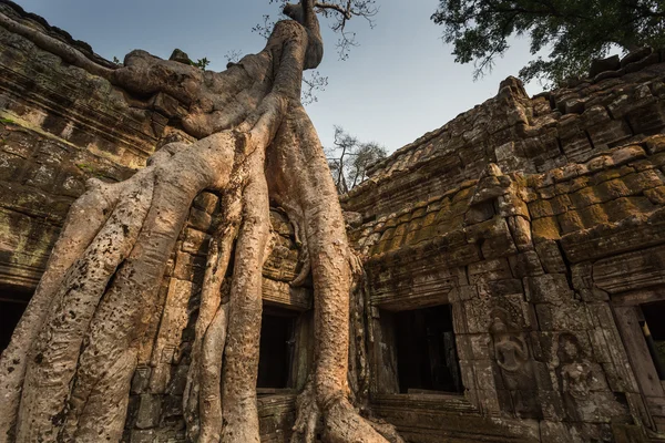 Pitoresk eski Ta Prohm Tapınağı — Stok fotoğraf