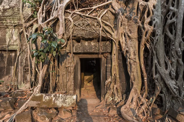 Γραφικό αρχαίο ναό Ta Prohm — Φωτογραφία Αρχείου