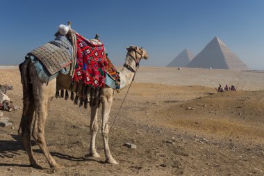 Mısır. Kahire - Giza. Piramitlerin genel görünümü 