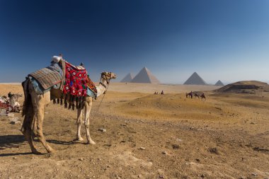 Mısır. Kahire - Giza. Piramitlerin genel görünümü 