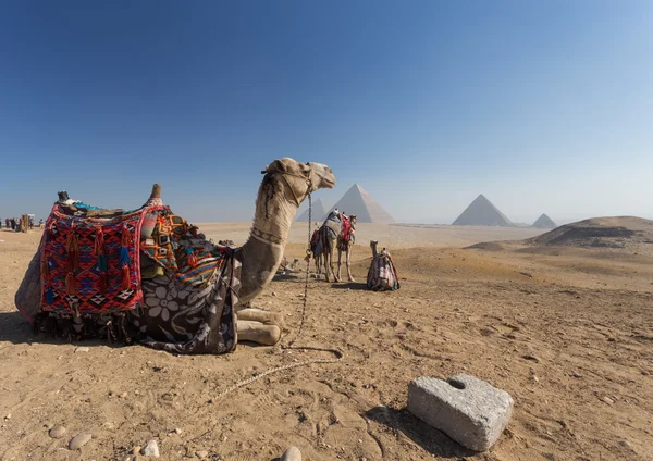 Egypte. Cairo - Gizeh. Algemeen beeld van de piramides van de Giza Plat — Stockfoto