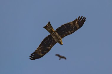 Vintage Araç oyuncakları