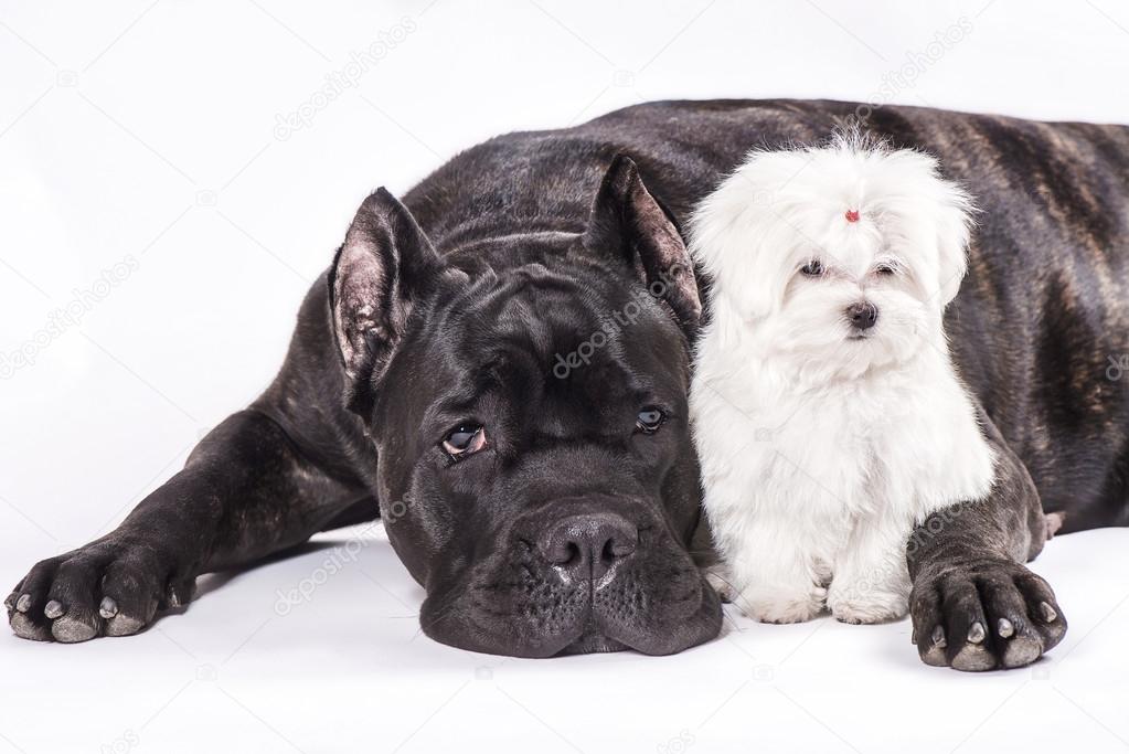 Italian Cane Corso Dog And The Puppy Of Maltese On The White