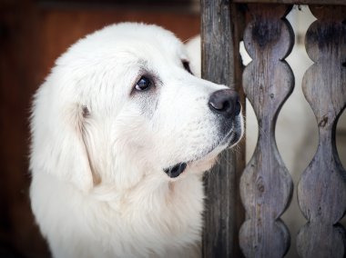 Tatra çoban köpeğinin portresi