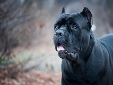 Parkta İtalyan cane corso köpek portresi