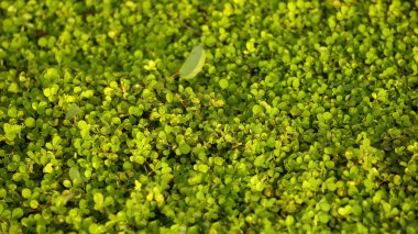 Yeşil Çimen Arkaplanı