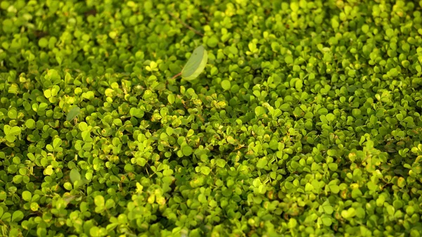 Yeşil Çimen Arkaplanı