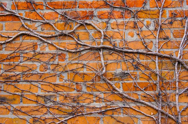 Kuru üzüm ile erken bahar büyümüş eski tuğla duvar.