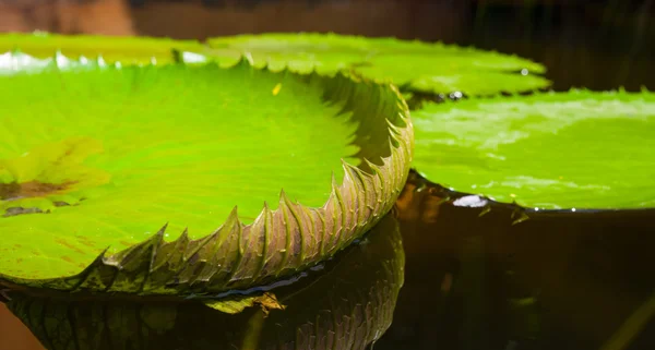 Nilüfer güzel pembe portre