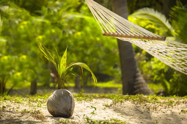 Hindistan cevizi ve hamak