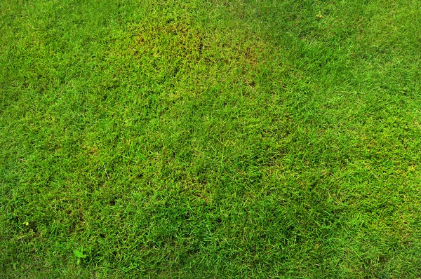 Yeşil Çimen Arkaplanı