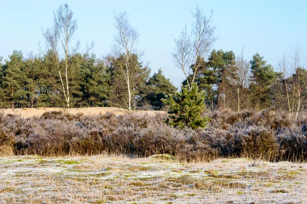 Buzlu bitki ve dokuma