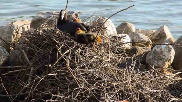 Мама і мила євразійська пташенята — стокове відео