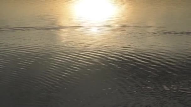 Силуэт черной птицы, плавающий справа налево на отражении солнца — стоковое видео