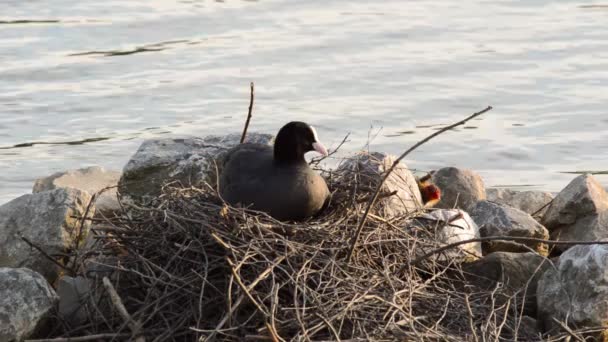 Schattige jonge Euraziatische Meerkoet chick haar weg naar het nest — Stockvideo