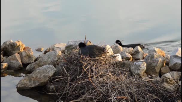 Male eurasian coot bringing food to the nest — Stock Video