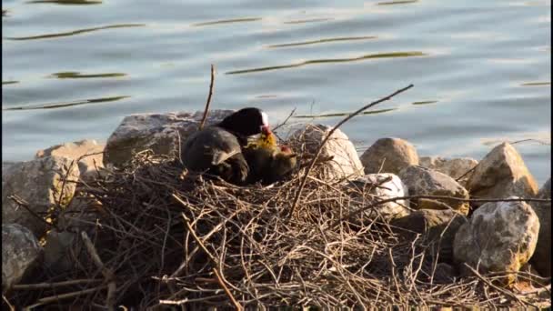 Grooming female and cute eurasian coot chicks — Stock Video