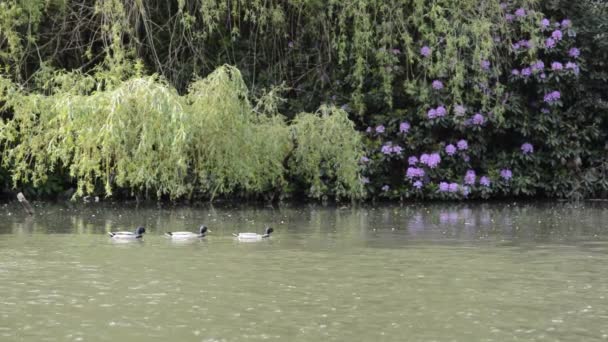 Patos-reais a nadar com plantas e rododendros nas costas — Vídeo de Stock