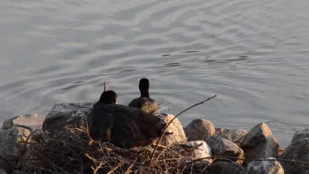 Male eurasian coot diving leaving a trail of bubles — Stock Video