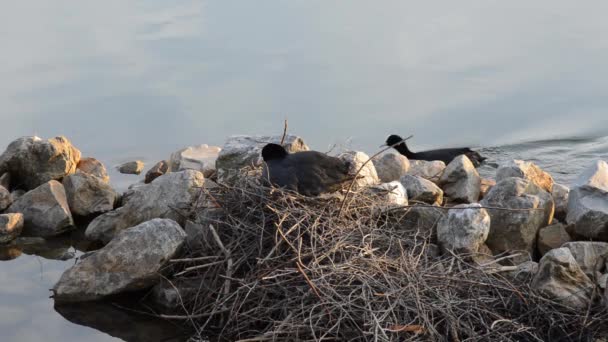 Macho eurasiático coot trayendo comida a el nido — Vídeo de stock