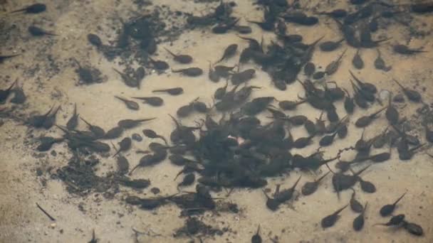 Morphing frog tadpoles feeding frenzy medium shot — Stock Video