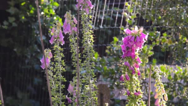 Лиса перчатка цветы в саду и пчелы — стоковое видео