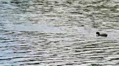 Euresian Sakarmeke kuşlar yiyecek için dalış