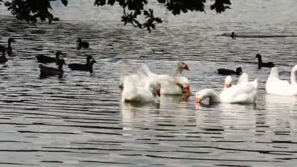 Varias aves acuáticas en un lago — Vídeo de stock