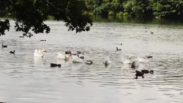 Berbagai burung air di danau Tembakan sedang — Stok Video