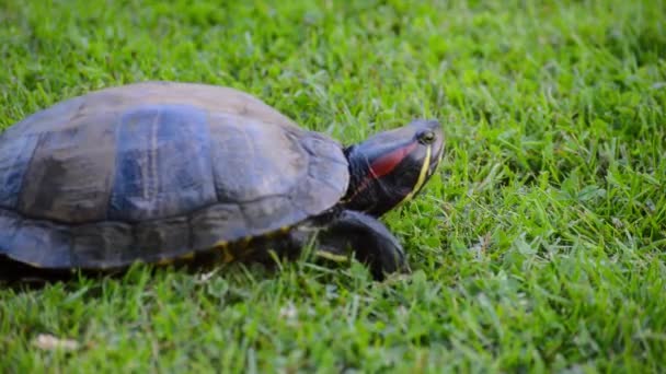 Червона вухата черепаха рухається — стокове відео