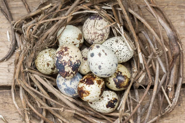 Nest with eggs of quails — Stock Photo, Image