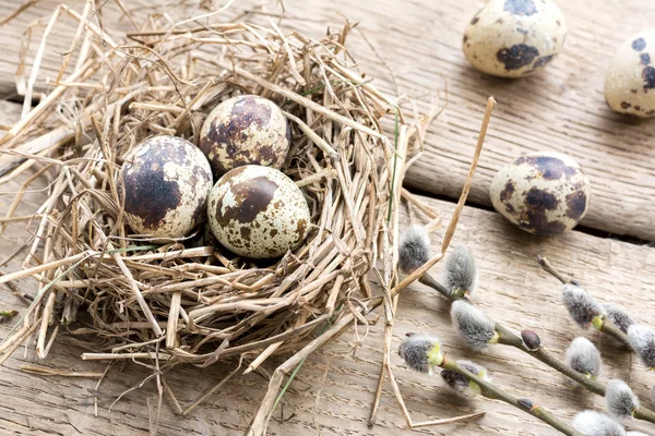 Nest with eggs of quails and pussy willow branches — Stock Photo, Image