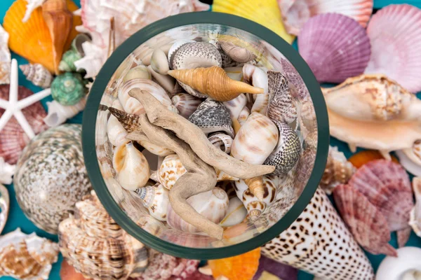 Vaso trasparente riempito di conchiglie marine con conchiglie sullo sfondo — Foto Stock
