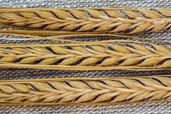 Three ears of ripe barley on linen background, closeup shot — 스톡 사진