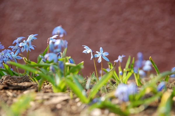 Mavi bahar kardelen — Stok fotoğraf