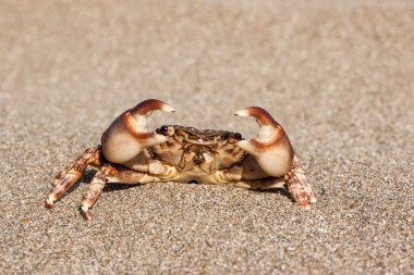 kum üzerinde kahverengi Yengeç