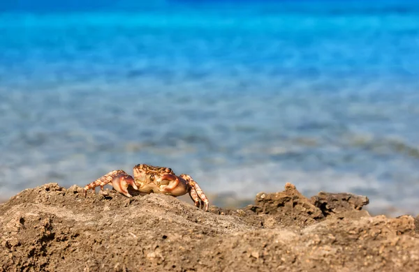 brown crab on the rock