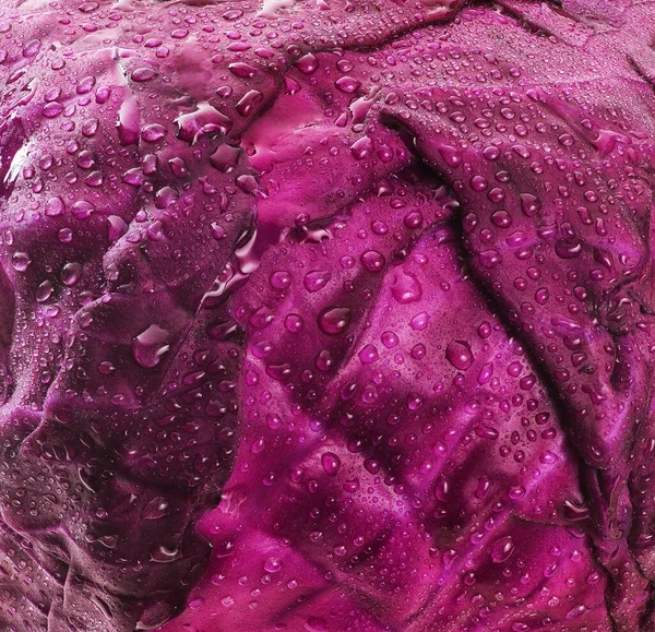 Purple Cabbage Water Drop Details Close — Stock Photo, Image