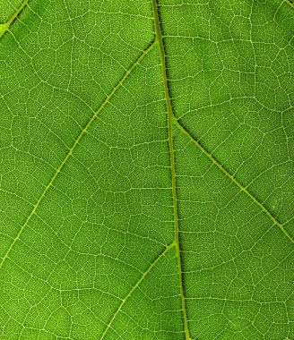 yeşil yapraklar arkaplan