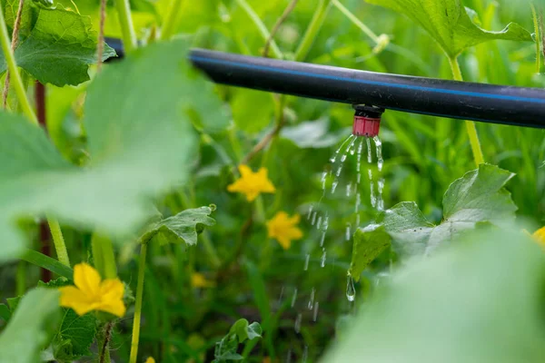 Cetriolo Che Cresce Giardino Auto Irrigazione Goccia Cetrioli Coltivare Verdure — Foto Stock