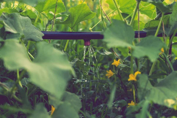 Pepino Crescendo Jardim Auto Irrigação Por Gotejamento Pepinos Cultivar Vegetais — Fotografia de Stock