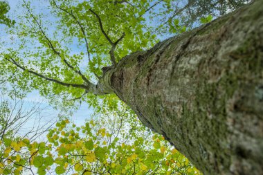 Büyük bir uçak ağacının ya da orman ormanındaki Platanus 'un en alt manzarası. Ağacın altından bak, mavi gökyüzüne karşı taçlanıyor. Ağaçlar alt görünüm ağacını yeşile boyar. ses tonlu.