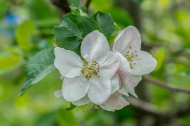 Bahar çiçekleri elması. Bahar parkında çiçek açan güzel elma ağaçları kapanıyor. Çiçekli elma ağacı, yakın plan..