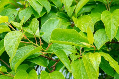 Yağmurdan sonra yeşil yapraklar. Yağmurdan sonra bir yaprağın üzerine su damlıyor. Vadinin zambak yapraklarının doğal arka planı, ilkbaharda yağmurdan sonra suyla birlikte yeşil yaprakların deseni. ses tonlu.