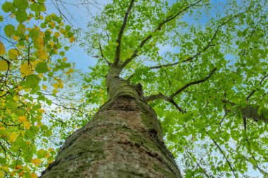 Büyük bir uçak ağacının ya da orman ormanındaki Platanus 'un en alt manzarası. Ağacın altından bak, mavi gökyüzüne karşı taçlanıyor. Ağaçlar alt görünüm ağacı yeşil tepeleri taçlandırır.