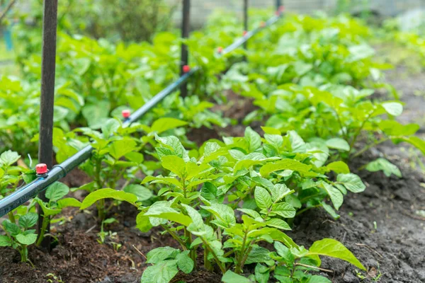 Campo Arbustos Batata Verde Linhas Campo Batata Com Arbustos Verdes — Fotografia de Stock