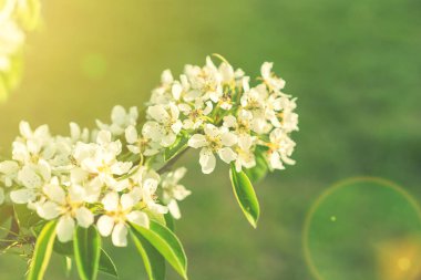 Elma çiçeği harika bir doğadır. Armut ağacı, yakın plan çiçek açar. Doğal arka planda beyaz armut çiçeği. ses tonlu.
