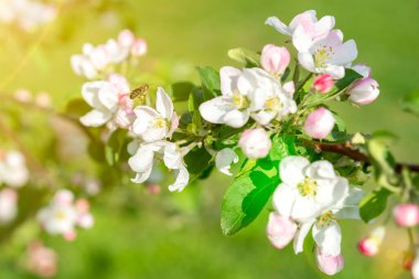 Bahar parkında çiçek açan güzel elma ağaçları kapanıyor. Elma ağaçları çiçek verir. Üreme organlarından oluşan bir bitkinin tohum taşıyan parçası. Çiçek açan elma ağacı. Ağaçların bahar çiçekleri. ses tonlu.
