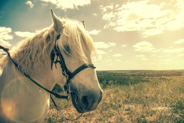 Cavalo branco em pé no topo de uma colina com fundo azul céu. Cabeça de cavalo de perto. Cavalo salpicado branco. Perfil do cavalo salpicado branco. tonificado — Fotografia de Stock